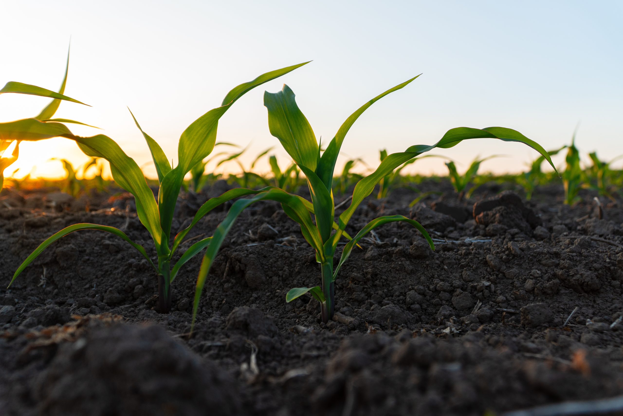 Green,Corn,Sprouts,Grow,On,A,Field,In,Black,Soil.